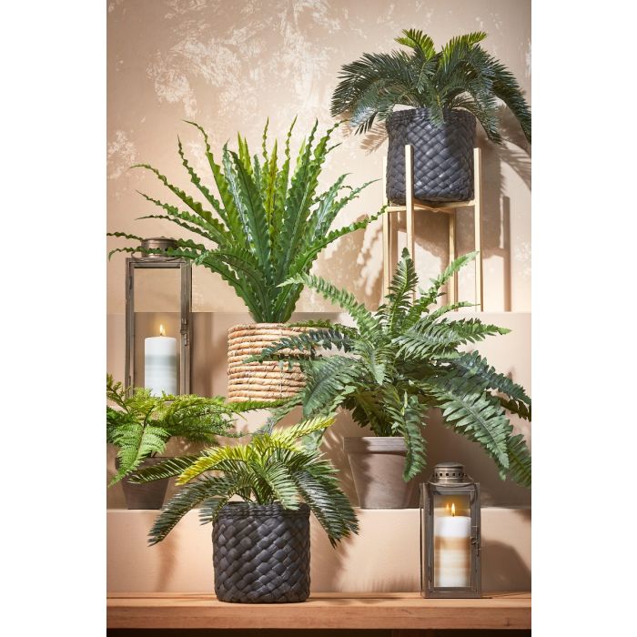 Cycas Japansk koglepalme 33 cm høj