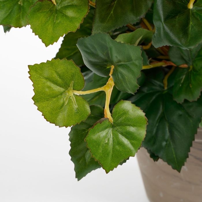 Begonia hvid 37 cm høj