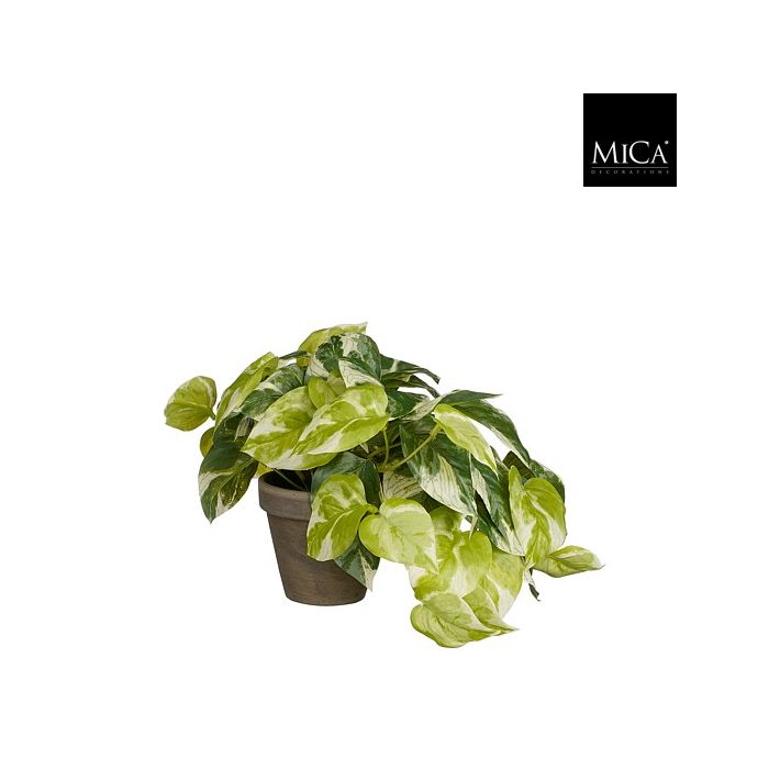 Pothos guldranke 20 cm høj