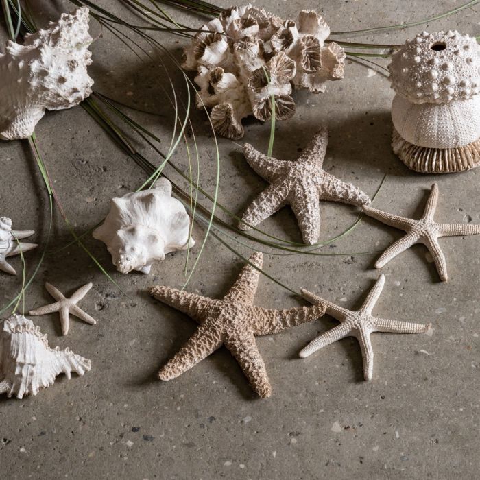 Speedtsberg Søstjerner sæt med 3 stk.