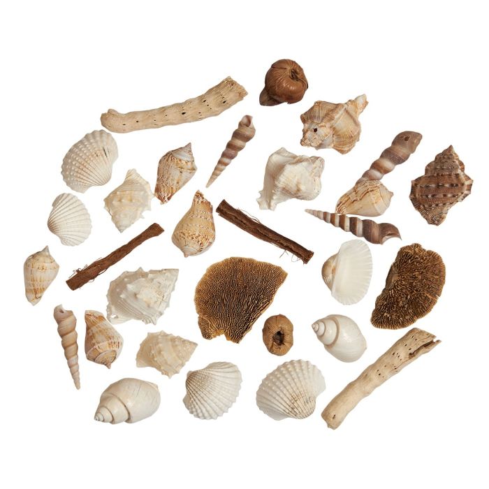 Speedtsberg Muslingeskaller