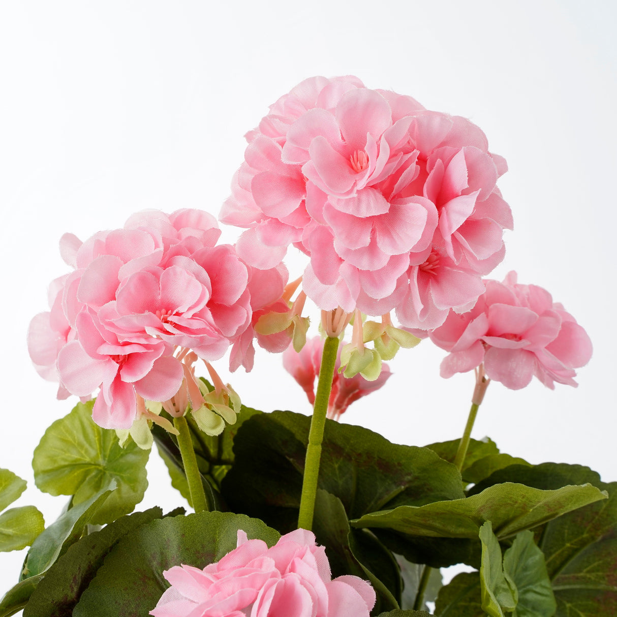 Lyserøde blomster på en kunstig pelargonie fra Mica
