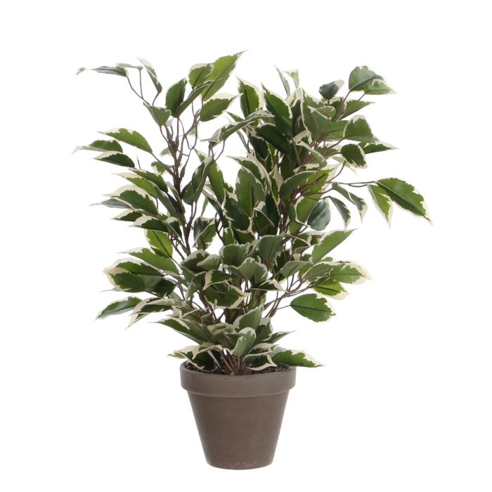 Ficus Natasja stuebirk 40 cm høj