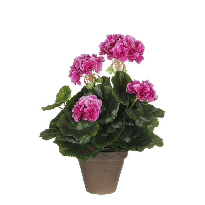Pelargonie lilla 34 cm høj