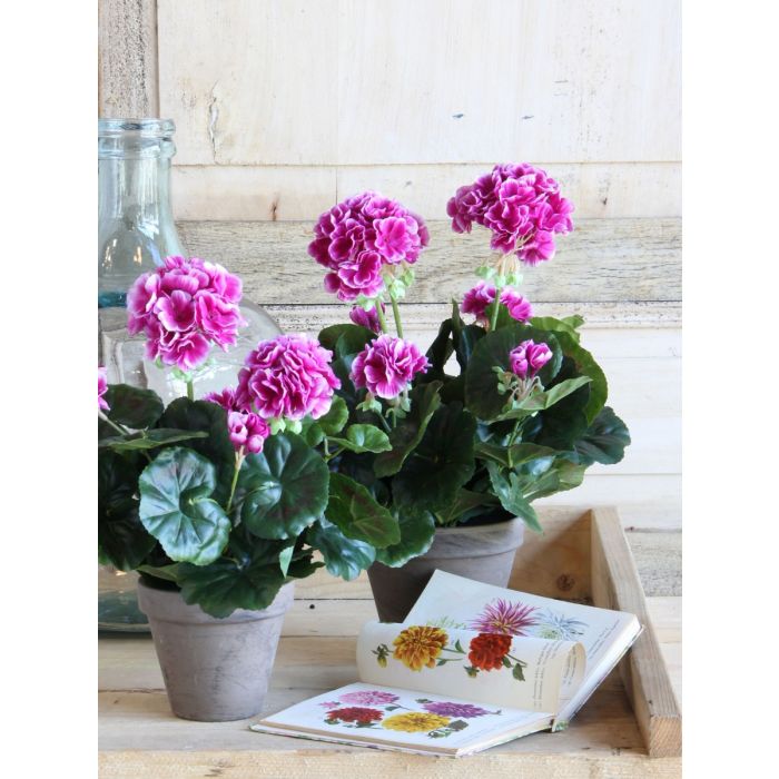Pelargonie lilla 34 cm høj