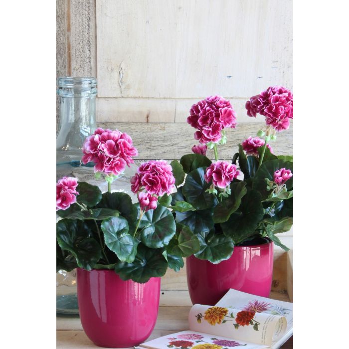 Pelargonie lilla 34 cm høj