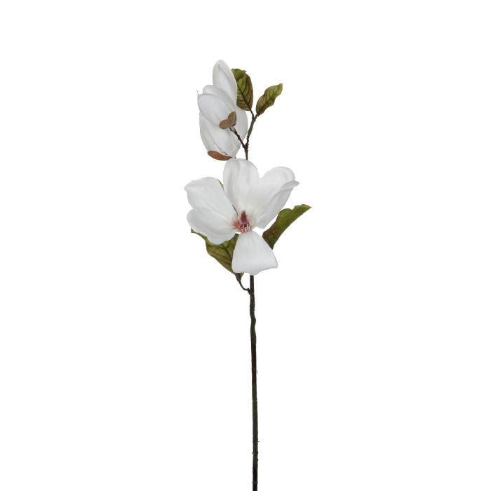 Magnolia hvid