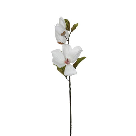 Magnolia hvid