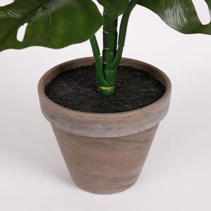 Monstera palme 48 cm høj