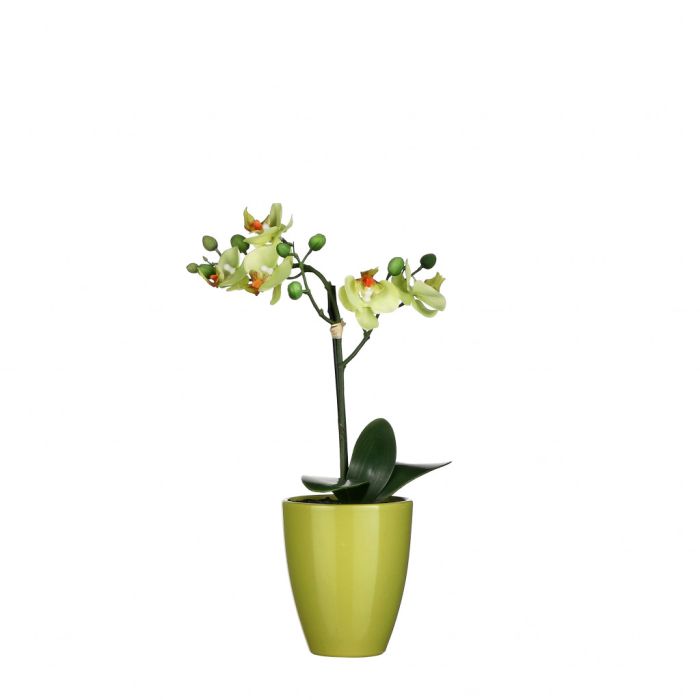 Phalaenopsis orkidé limegrøn i potte