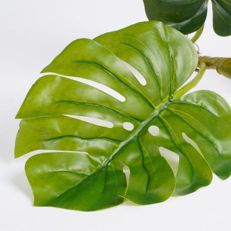 Monstera palme med synlige rødder