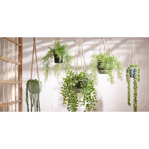 Hængeplante ficus