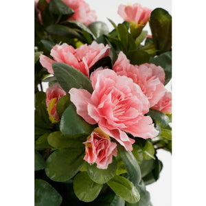 Azalea ferskenfarvet 31 cm høj