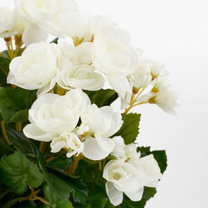 Begonia hvid 37 cm høj