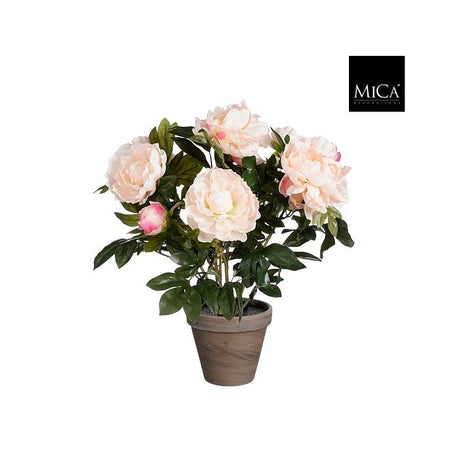 Pæon laksefarvet 50 cm høj