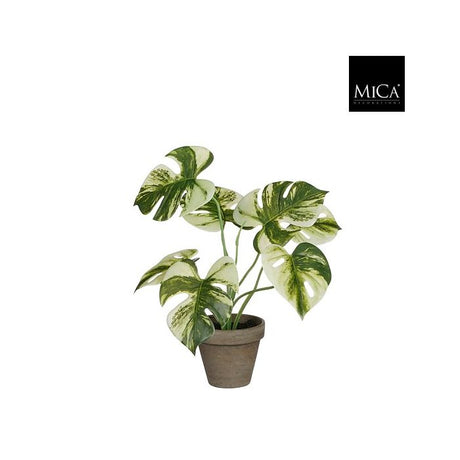 Monstera palme 30 cm høj