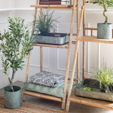 Oliventræ 95 cm højt