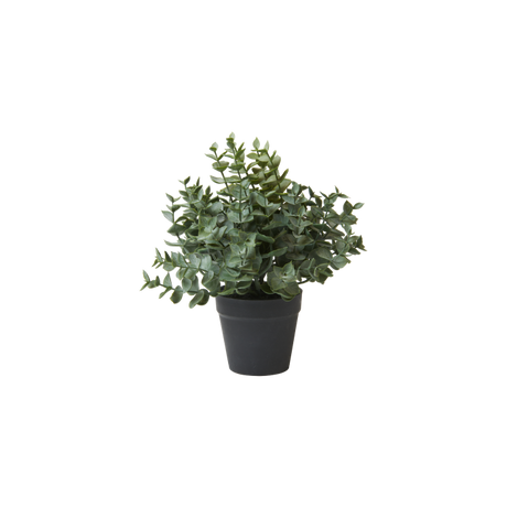 Eucalyptus i potte 23 cm høj
