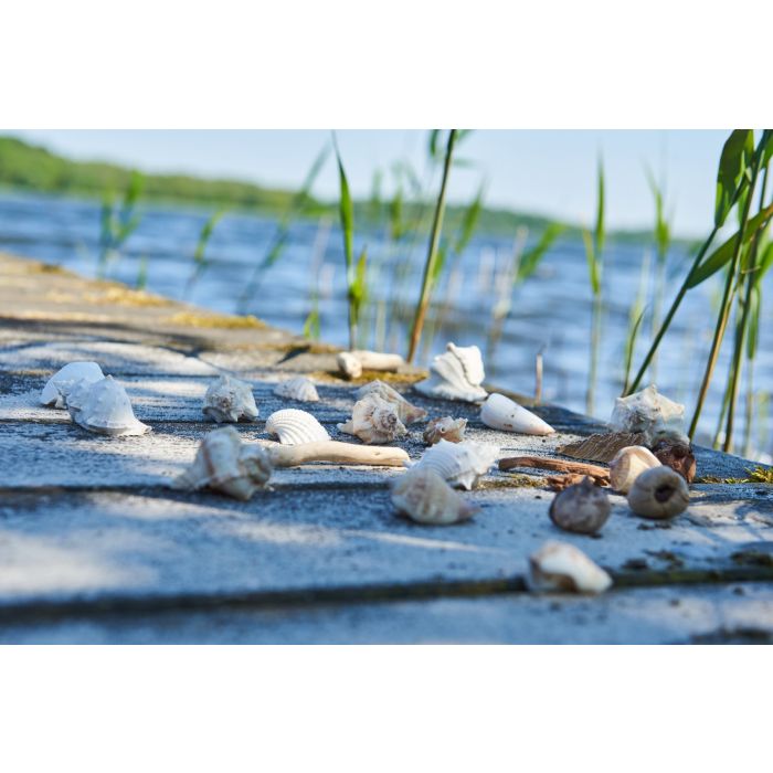 Speedtsberg Muslingeskaller 