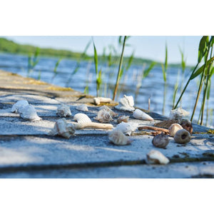 Speedtsberg Muslingeskaller 