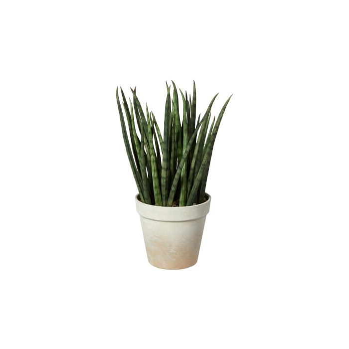 Agave i potte med grønne blade, hvid baggrund