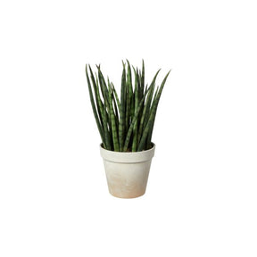 Agave i potte med grønne blade, hvid baggrund