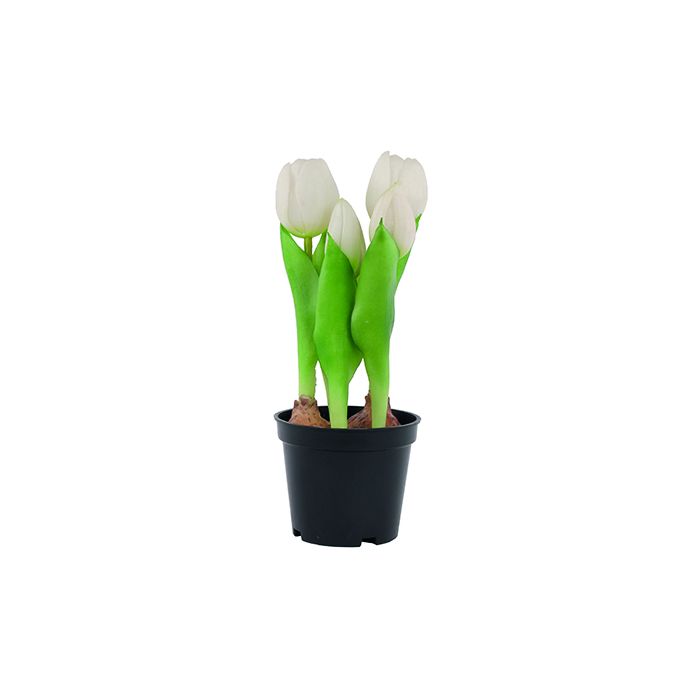 Tulipaner i potte hvide