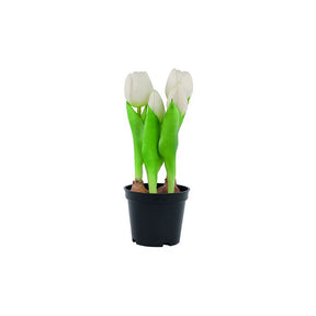 Tulipaner i potte hvide