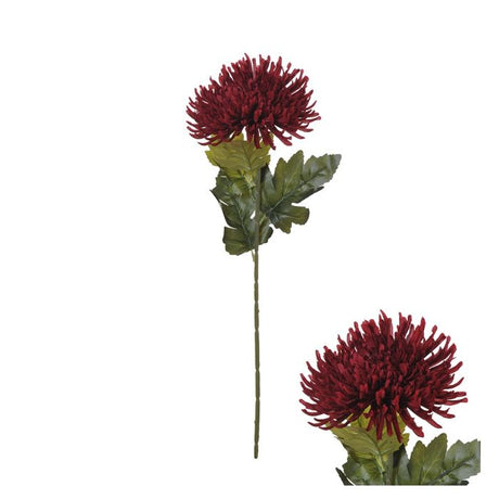 Naturtro edderkopkrysantemum blomsterstilk i vinrød nuance med grønne blade.
