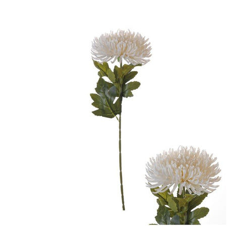 Naturtro edderkopkrysantemum blomsterstilk i elfenbensfarvet nuance med grønt løv.