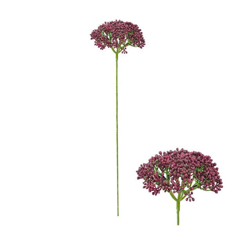 Naturtro røllikeblomst i mørkelilla med fyldigt blomsterhoved på 55 cm.
