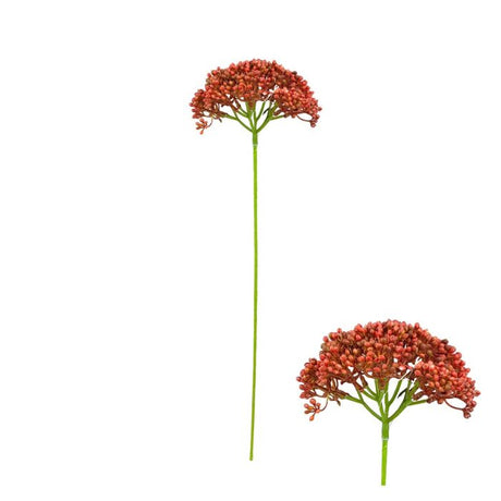 Naturtro røllikeblomst i rød med fyldigt blomsterhoved på 55 cm.