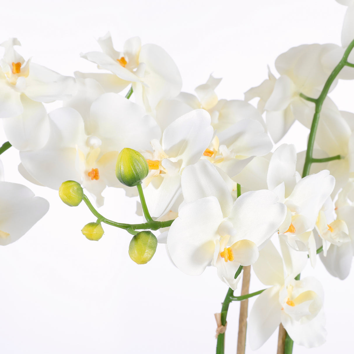 Phalaenopsis orkidéens hvide blomster og knopper set tæt på