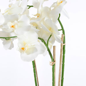 Phalaenopsis orkidéens hvide blomster set tæt på