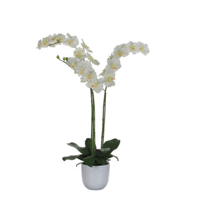 Phalaenopsis orkidé hvid 100 cm høj i skjuler fra Mica