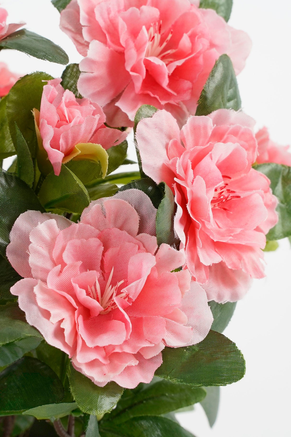 Blomsterne på en kunstig ferskenfarvet azalea