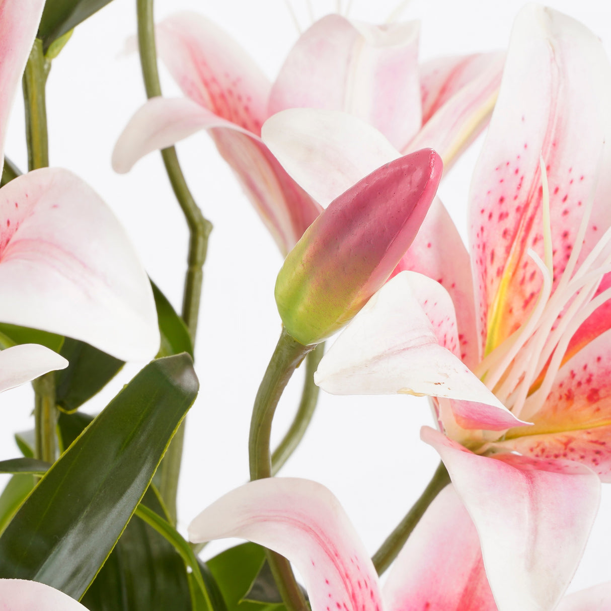 Knop og blomst på en lyserød kunstig tigerlilje