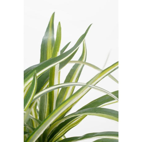 Dracaena plante 34 cm høj