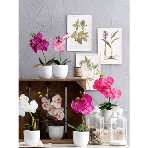 Phalaenopsis orkidé hvid 26 cm høj