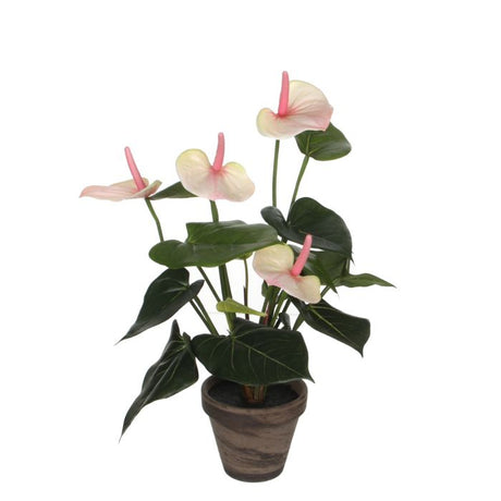 Anthurium flamingoblomst lyserød 40 cm høj