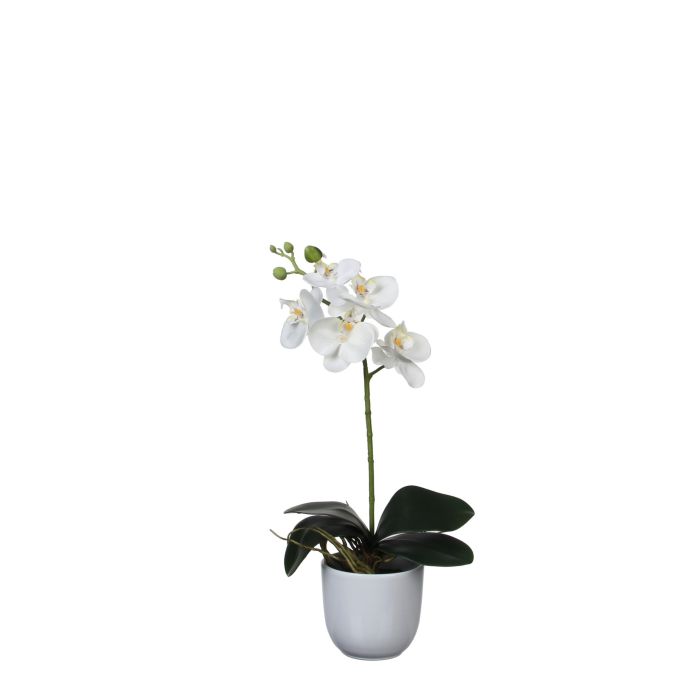 Phalaenopsis orkidé hvid i hvid potte 48 cm