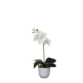 Phalaenopsis orkidé hvid i hvid potte 48 cm