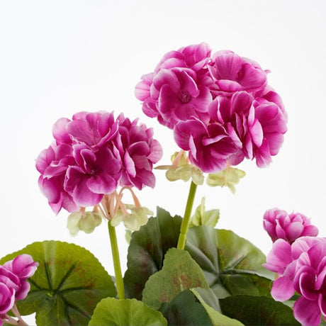 Pelargonie lilla 34 cm høj