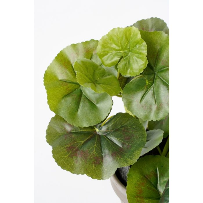 Pelargonie lilla 34 cm høj