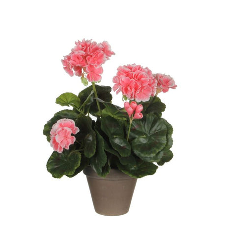Pelargonie ferskenfarvet 34 cm høj
