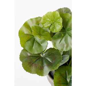 Pelargonie ferskenfarvet 34 cm høj