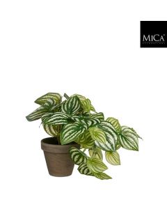 Peperomia musehaleaks 20 cm høj