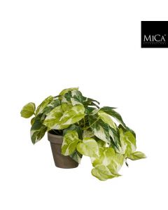 Pothos guldranke 20 cm høj