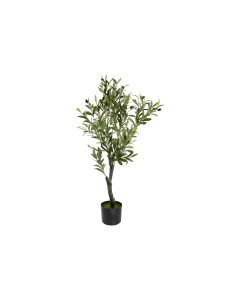 Oliventræ 95 cm højt