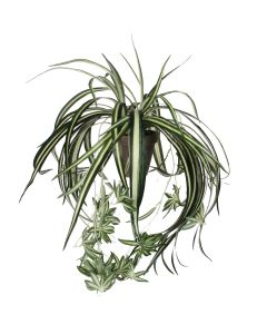 Chlorophytum væddeløber 45 cm høj